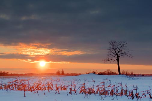 Stark Tree At Sunset 20100120