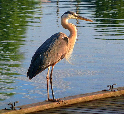 Heron On A Dock 20100623