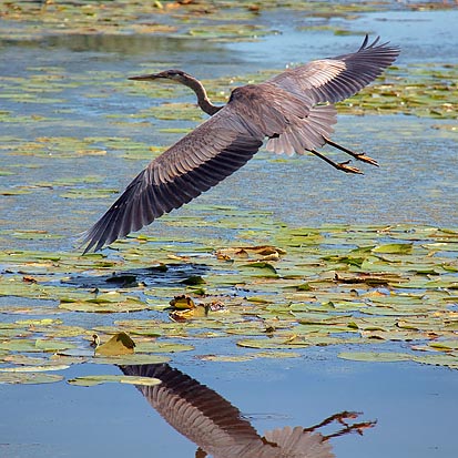 Heron In Flight 20100911