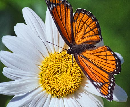Viceroy On A Daisy 20100912