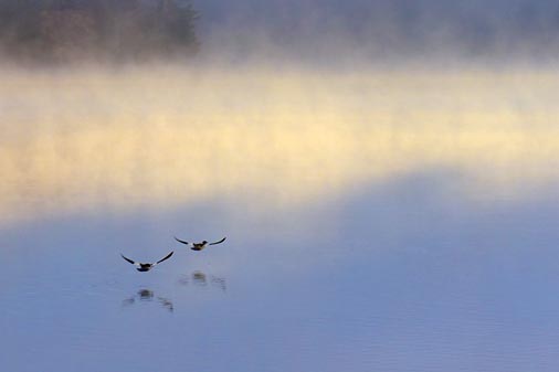 Birds Over Otter Lake 01460