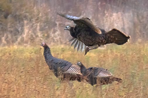 Turkey In Flight 20101120