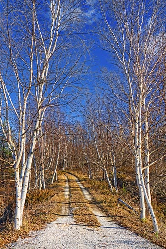 Birch Lane 02027