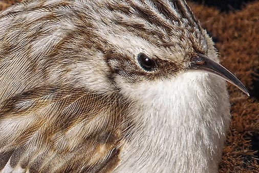 Brown Creeper Closeup DSCF01277