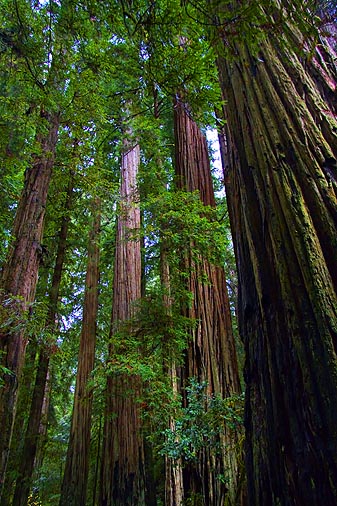 Coast Redwoods 20051125