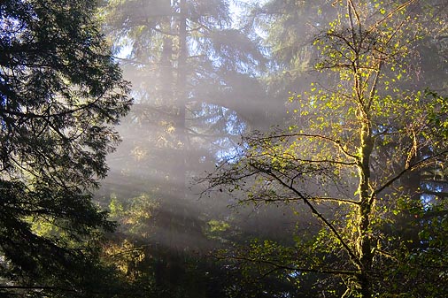 Redwood Sunrays3