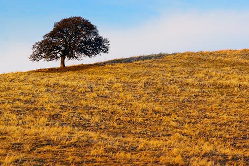 Lone Tree