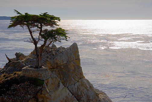 Lone Cypress 20051205