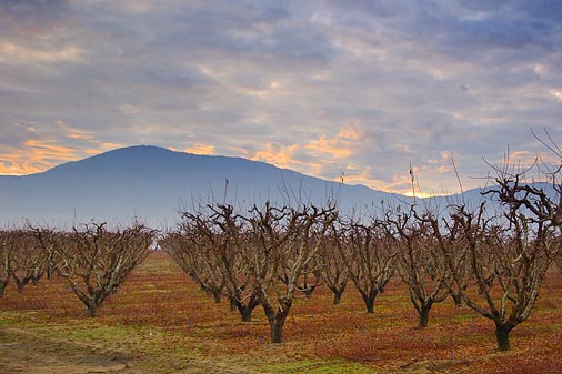 San Joaquin Valley Orchard