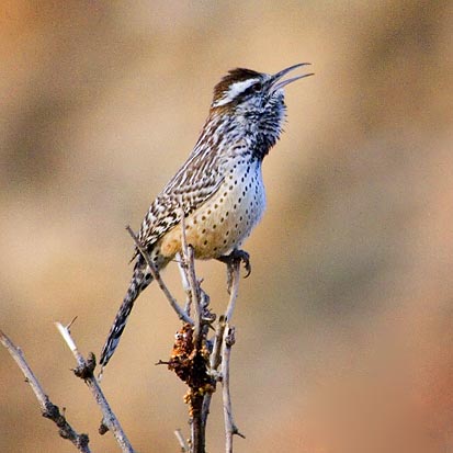 Cactus Wren Singing 20051226
