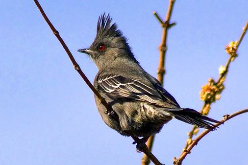 Phainopepla