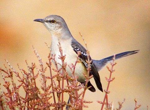 Bird in the Bush