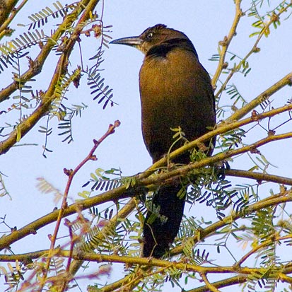 Bird in a Tree