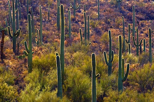 Backlit Cactus Forest 30213
