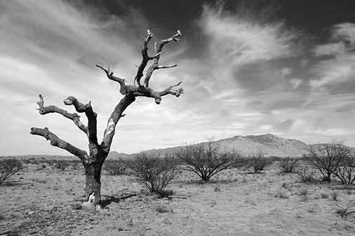 Mescal Hanging Tree 30943B&W