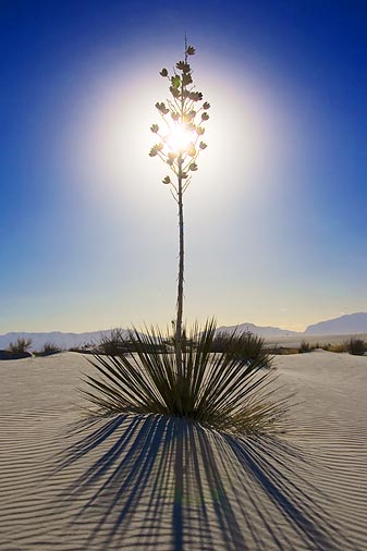 White Sands 32015