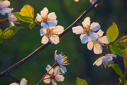 Backlit Blossoms