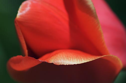 Red Tulip2