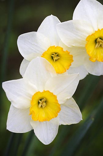 Three Daffodils 20060512