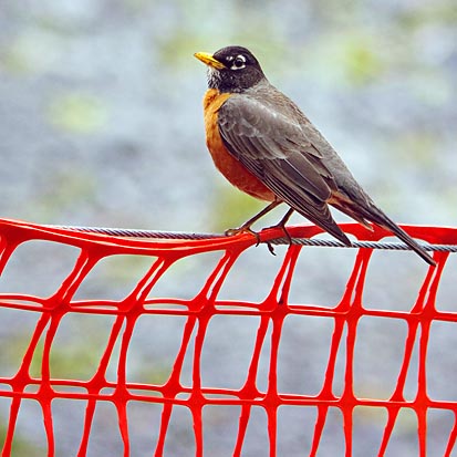 Red Robin on a Red Red Fence 20060513