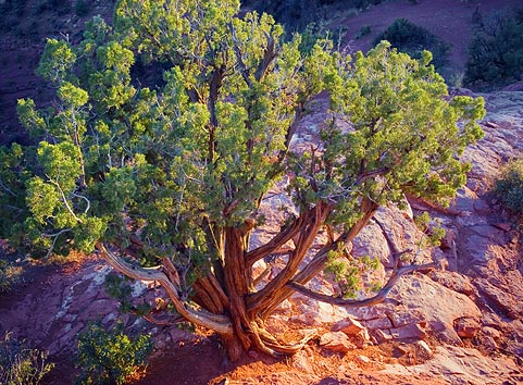 Sedona 29895