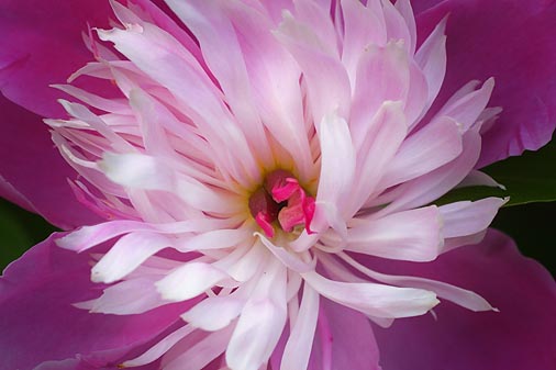 Purple Flower 20060616