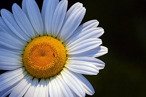 Small Bug on a Daisy 20060617