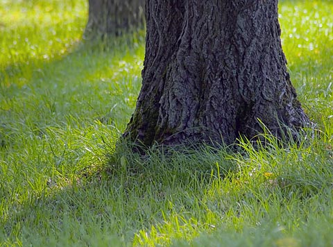 Trunks in Grass