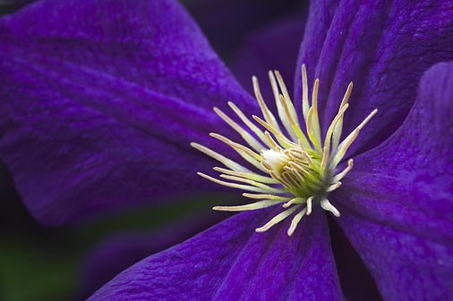 Purple Clematis 20060712