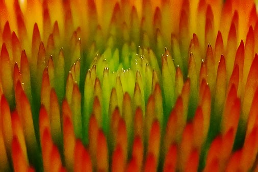 Young Coneflower (Crop)