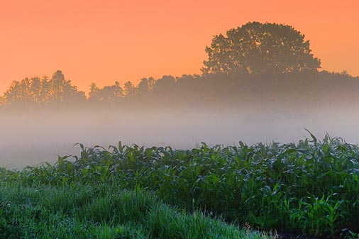 Cornfield in Misty Dawn 20060719