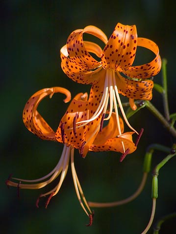 Tiger Lilies 39170