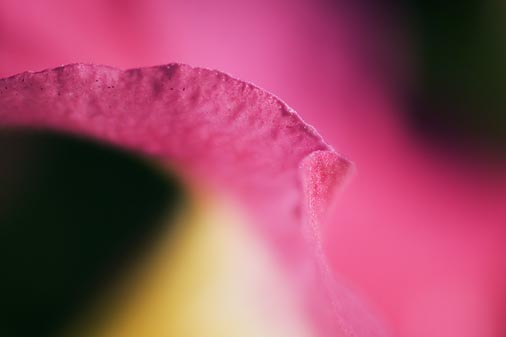 Pink Petunia 39488