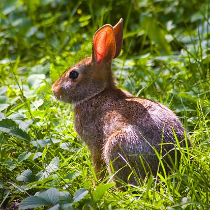 Rabbit