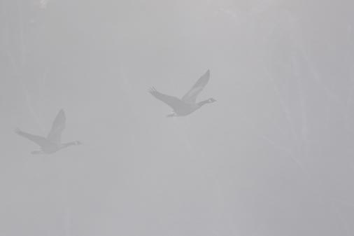 Dawn Takeoff_40485raw.jpg