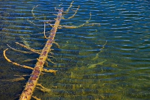 Submerged Tree 20060830