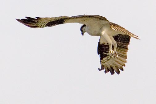 Osprey in Flight 41222