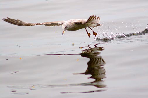Seagull Taking Off