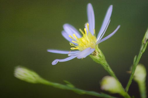 Pale Purple Wildflower