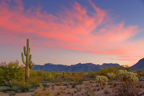 Desert Sunrise 78196