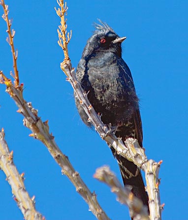 Phainopepla 78478