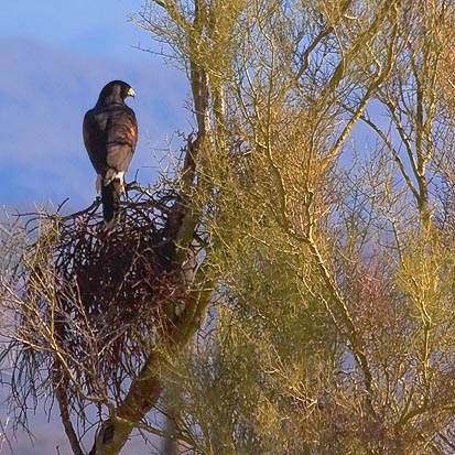 Raptor On A Nest 20071231
