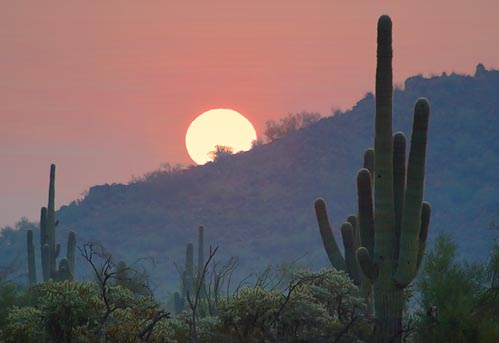 Desert Sunrise 79990