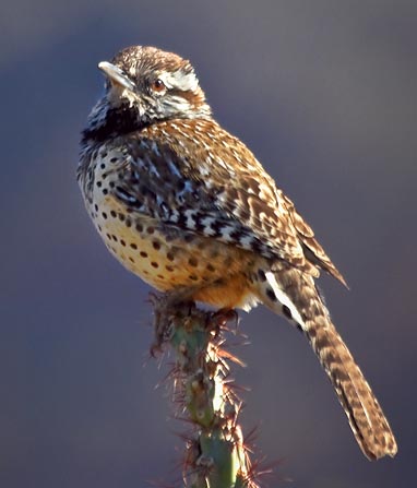 Cactus Wren 80127