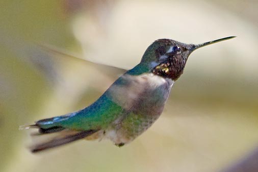 Hummingbird 20080113