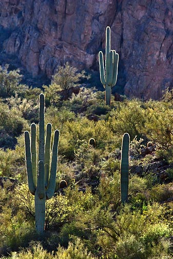 Backlit Cactus 80250