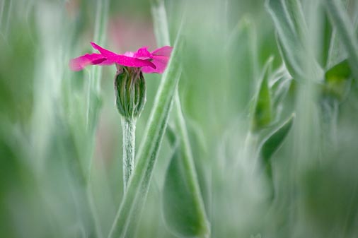 Purple Flower 20080625