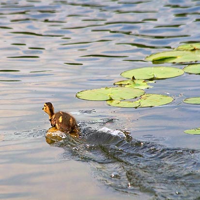 Running On Water 20080626