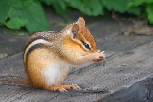 Praying Chipmunk 15820