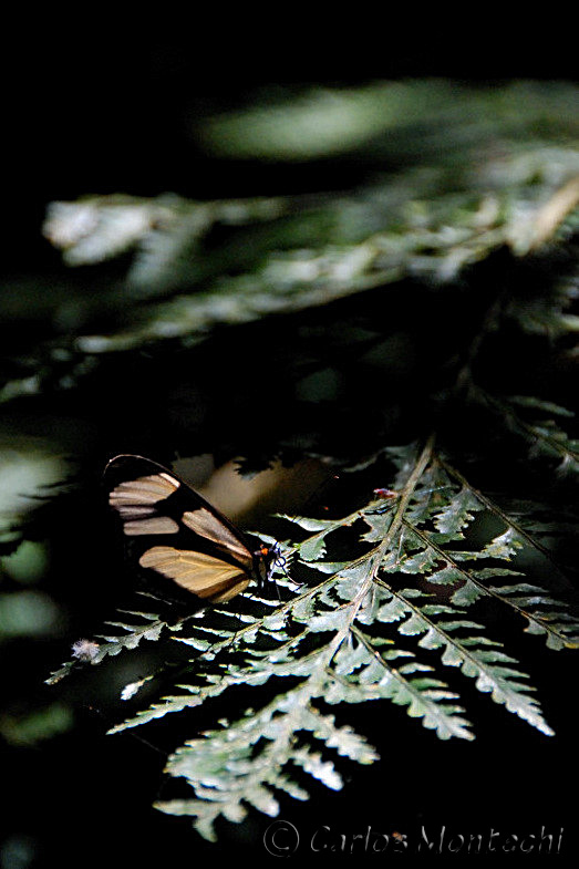DSC_3695.jpg